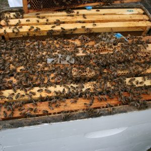 vente essaims abeille noir